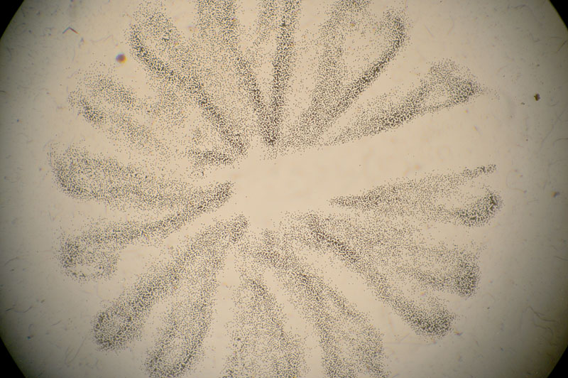 Mycena pseudocorticola